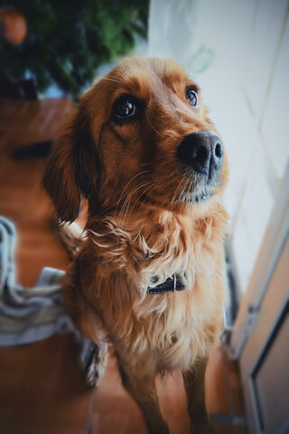 Perro's Playful Gaze 🐾