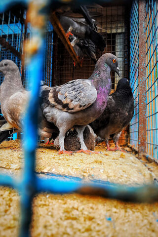 Urban Aviators: The Pigeon Chronicles 🕊️