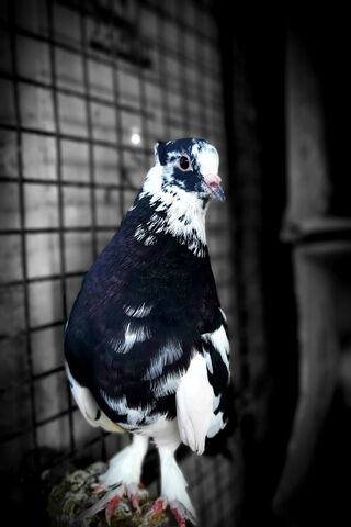 Pigeon