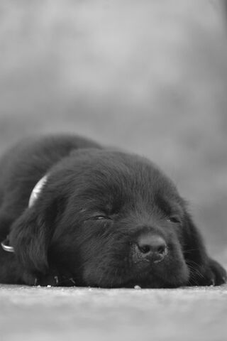 Dreamy Days of a Puppy 🐾💤