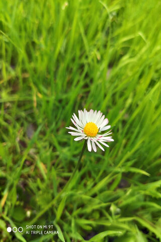 Papatya: The Charming Daisy 🌼