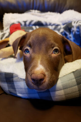 Cuddle Time with a Pitbull Pup! 🐾❤️
