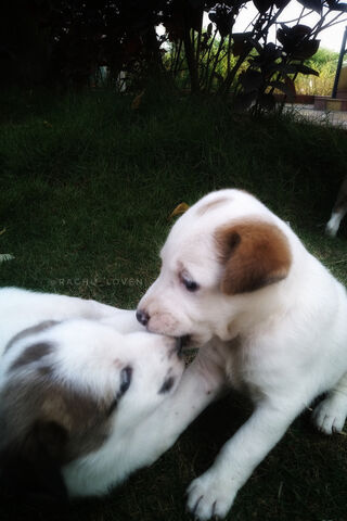 Puppy Playtime: A Bundle of Joy! 🐾❤️
