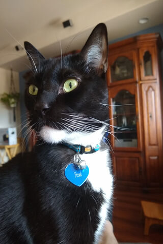 Pawl the Majestic Feline Monarch 🐾👑