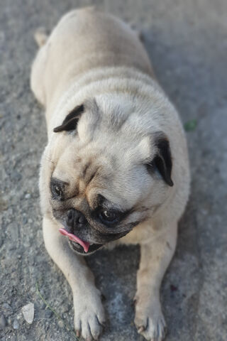 Pug Life: The Adorable Companion 🐾