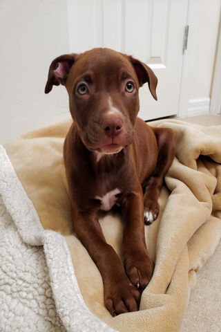 Adorable Pitbull Pup: A Bundle of Joy! 🐾❤️