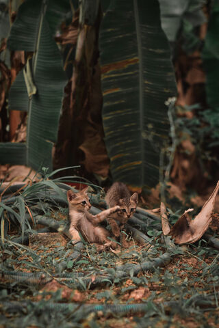 Mischievous Moments in the Jungle 🌿🐾
