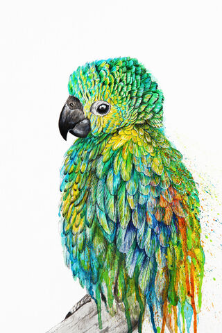 Vibrant Feathers: The Colorful Parrot