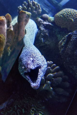 Pez the Playful Moray Eel 🐍🌊