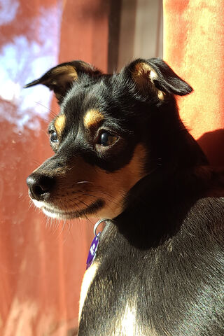 Piper the Charming Min Pin: A Portrait of Playfulness 🐾✨