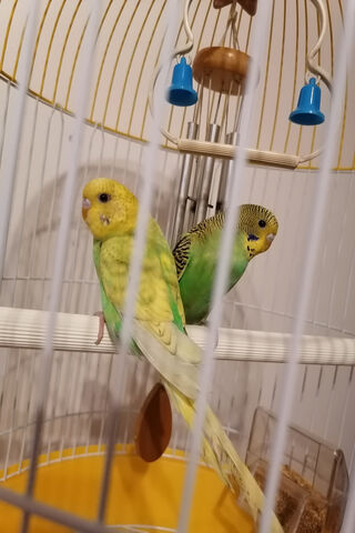 Parrots