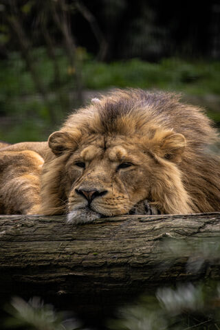 The Majestic Slumber of the King 🦁✨