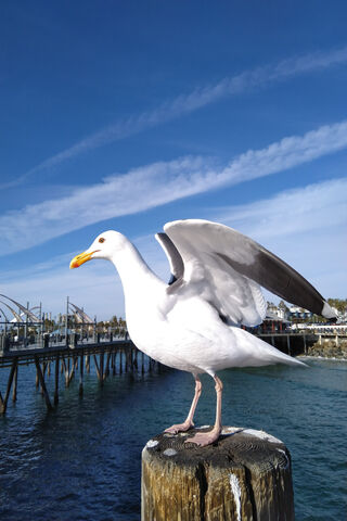 Redondo Seagull