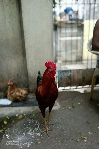 The Proud Rooster Struts His Stuff 🐓✨