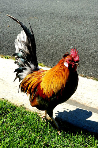 The Proud Rooster Struts His Stuff! 🐓✨