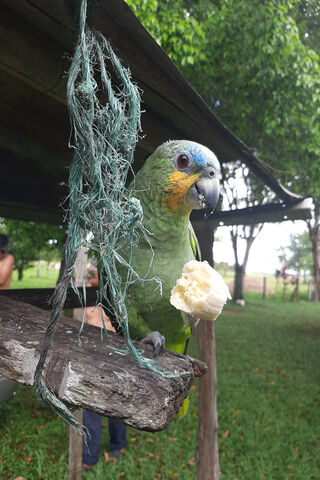 Rebeca the Playful Parrot 🦜🍌