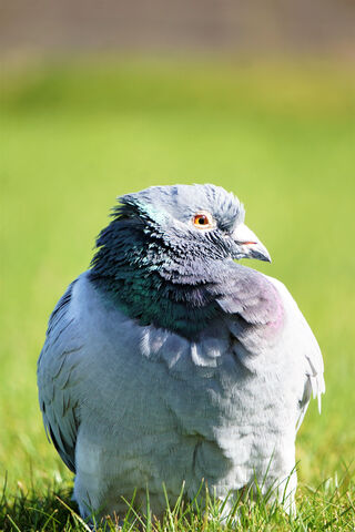 The Speedster of the Skies: Racing Pigeon 🕊️💨
