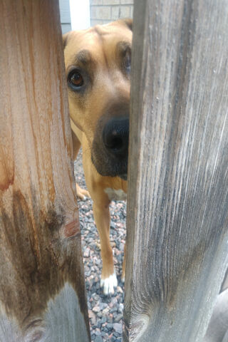 Rodesian Ridgeback