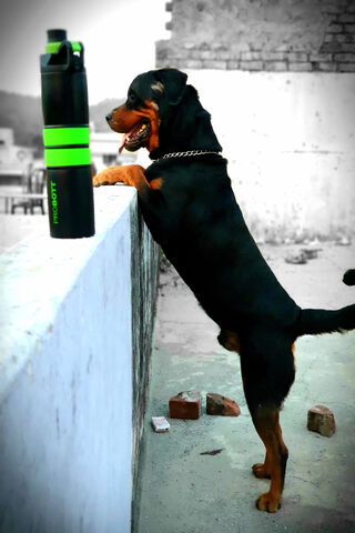 Rottweiler on the Lookout 🐾