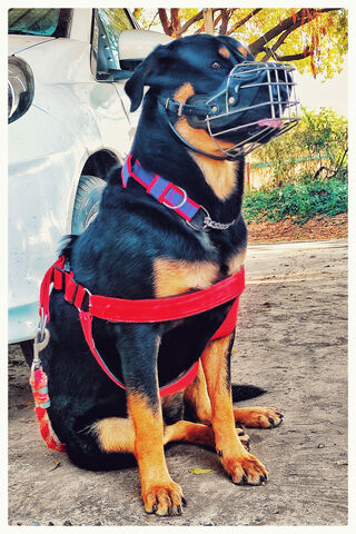 Rottweiler Ready for Adventure! 🐾
