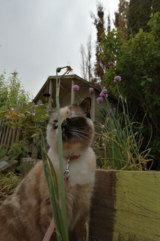 Roxy the Garden Explorer 🌿🐾