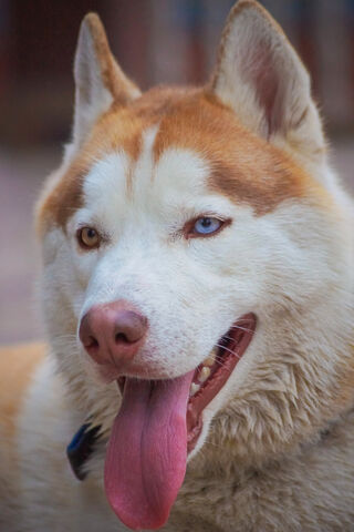 Charming Siberian Husky: A True Beauty 🐾✨