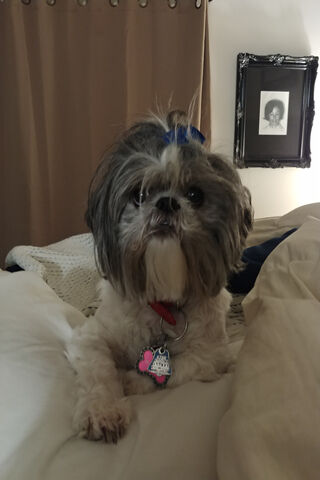 Charming Shih Tzu: The Fluffy Companion 🐶💖