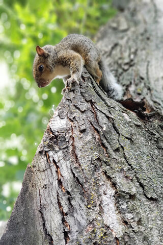 Squirrel's Summit Adventure 🐿️🌳