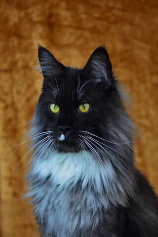 Smokey The Coonie: The Majestic Feline Star 🌟