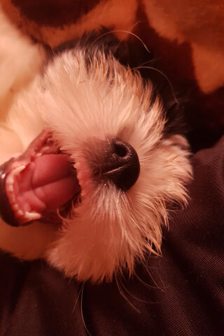 ShihTzu