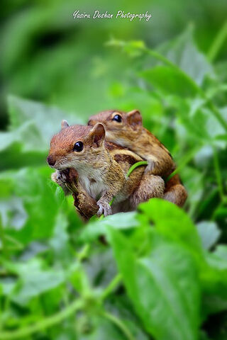 Squirrel Snuggle: Nature's Adorable Duo 🐿️❤️