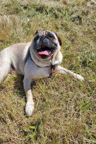 Scooby the Love Pug: A Heartfelt Adventure in the Grass 🌿❤️