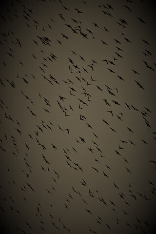 Flight of the Starlings: A Dance in the Sky
