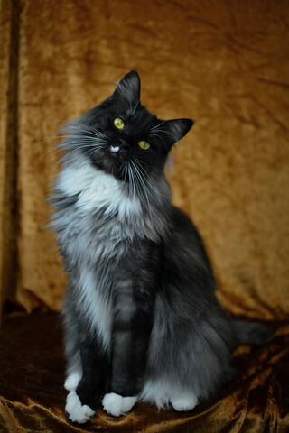 Smokey the Coonie: The Majestic Feline Star 🌟