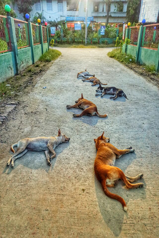 Sleeping Dogs