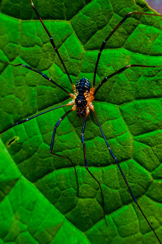 The Enigmatic Spider: Nature's Intricate Weaver 🕷️🍃