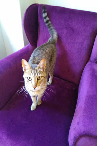 The Charming Tekir Kedi: A Feline Fashionista