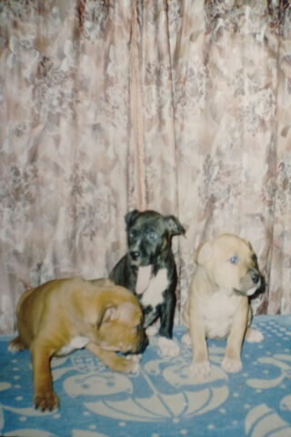 Puppy Playtime: A Trio of Cuteness! 🐾❤️