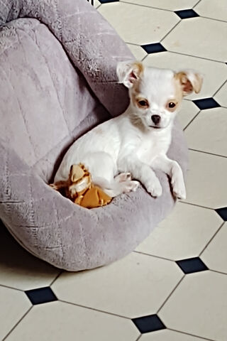 Teddy Bear's Cozy Corner 🐾