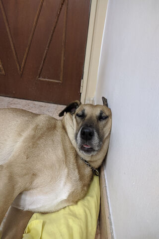 The Pira: A Cozy Nap Companion 💤🐾