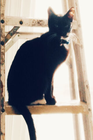 Whiskers on a Ladder: The Adventurous Feline