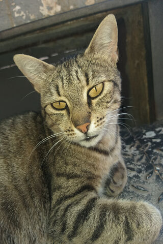 The Enigmatic Tiger Cat 🐾