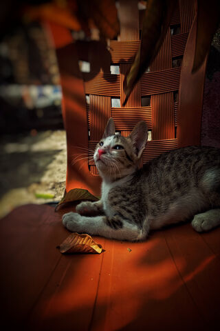 Whiskers in the Sun 🌞🐾