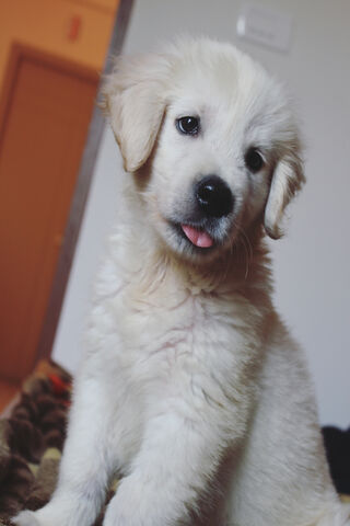 Puppy Playfulness Unleashed! 🐾