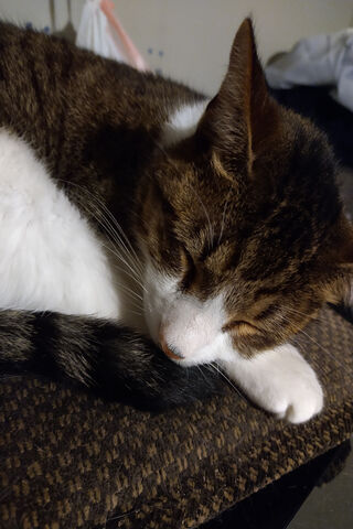 Tabby Dreams: A Cozy Cat Nap 💤🐾