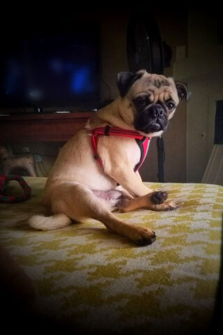 Pug Life Unleashed! 🐾