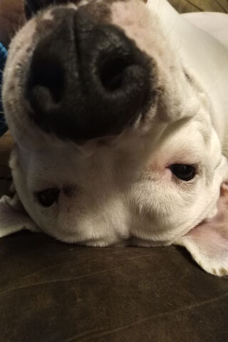Upside Down Dog