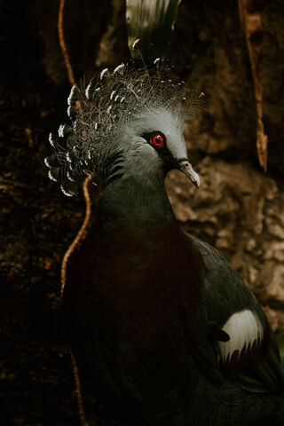 Regal Beauty: The Victoria Crown Pigeon 👑🕊️