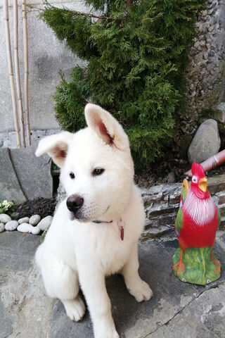 Charming White Akita Inu: A Playful Pup's Day Out! 🐾✨