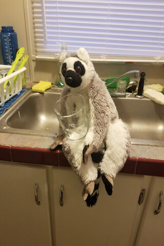 Thirsty Lemur's Refreshing Break! 🥤